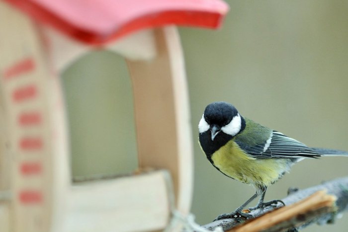 Ilustračný obrázok k článku FOTO: Najvyššie položená vtáčia búdka v Nitre má svojich obyvateľov