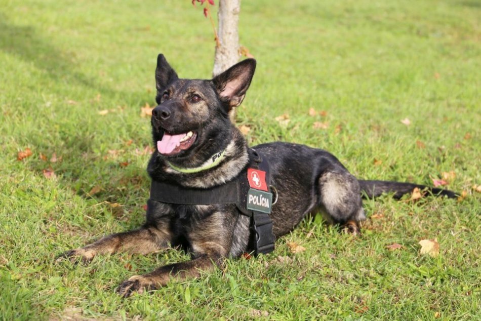 Ilustračný obrázok k článku Štvornohá posila: Druella je PRVÝ policajný záchranársky pes v Nitrianskom kraji