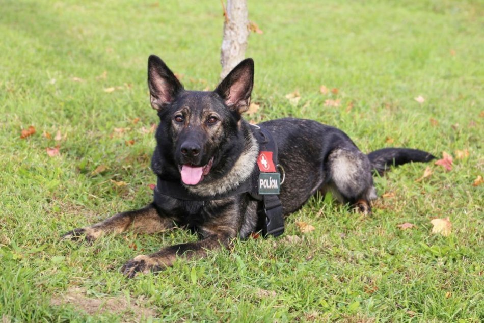 Druella: Prvý policajný záchranársky pes v Nitrianskom kraji